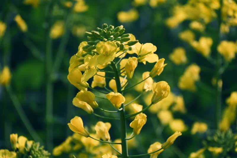 油菜花盛开图片