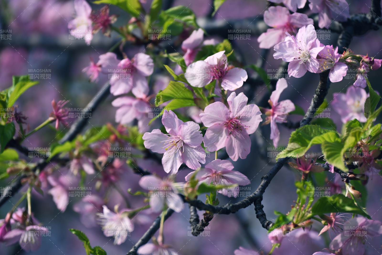 樱花绽放枝头图片