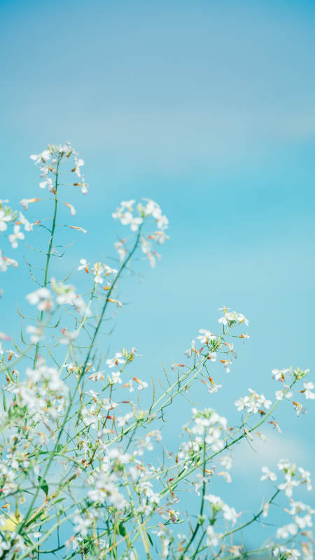 蓝天下的白色小花图片