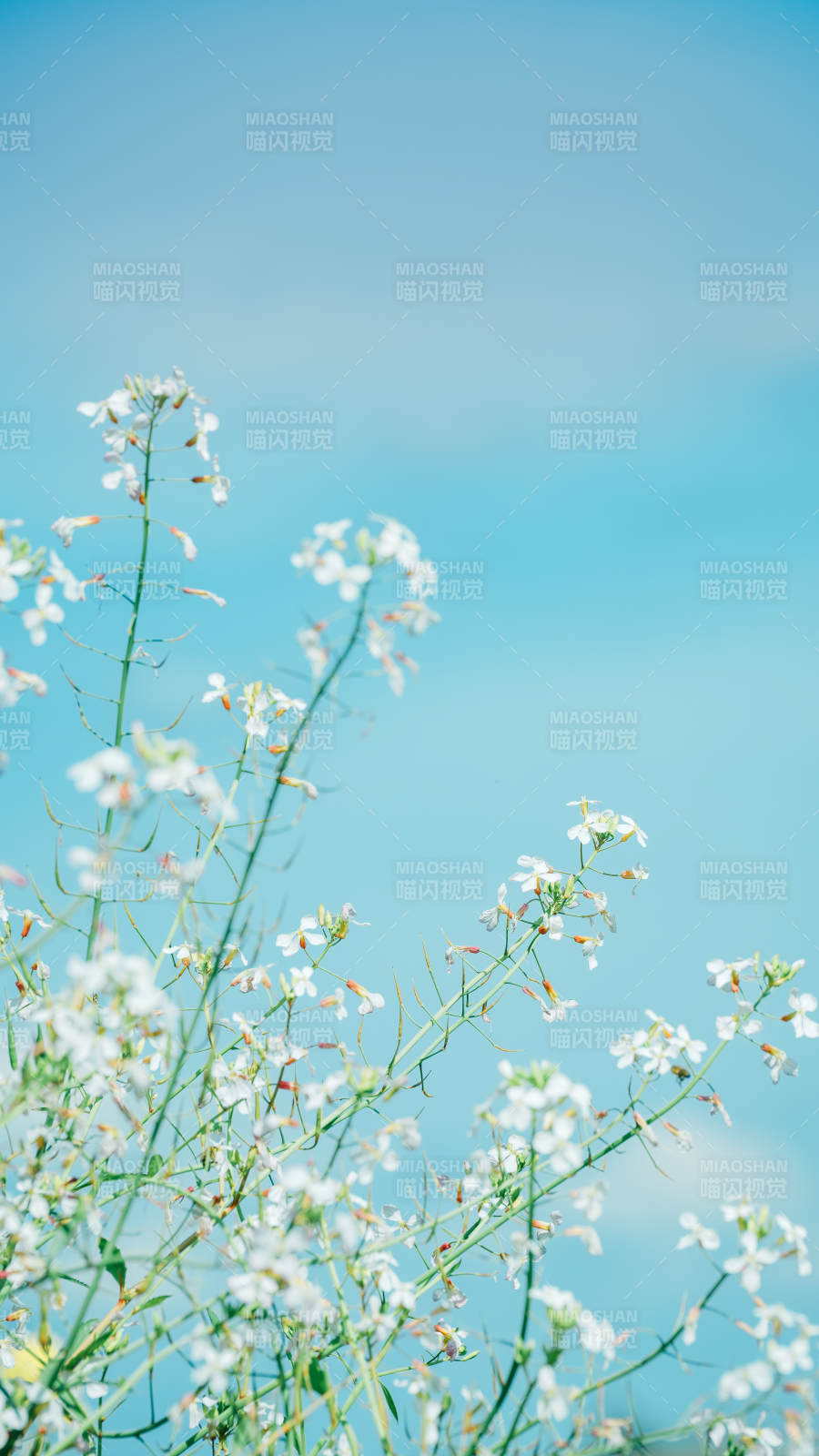 蓝天下的白色小花图片