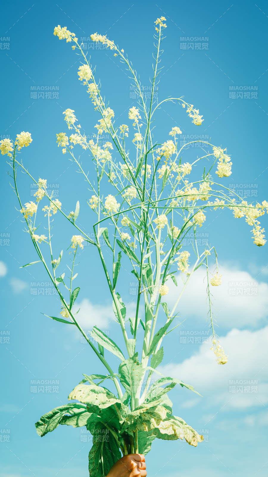 蓝天下的野花图片