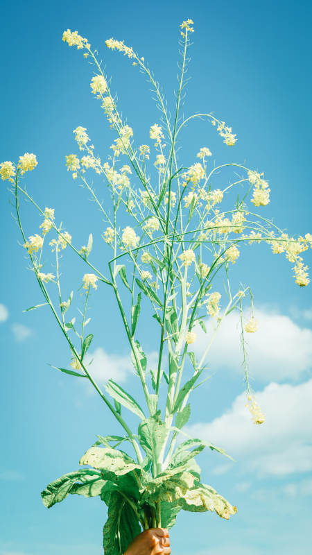 蓝天下的野花图片