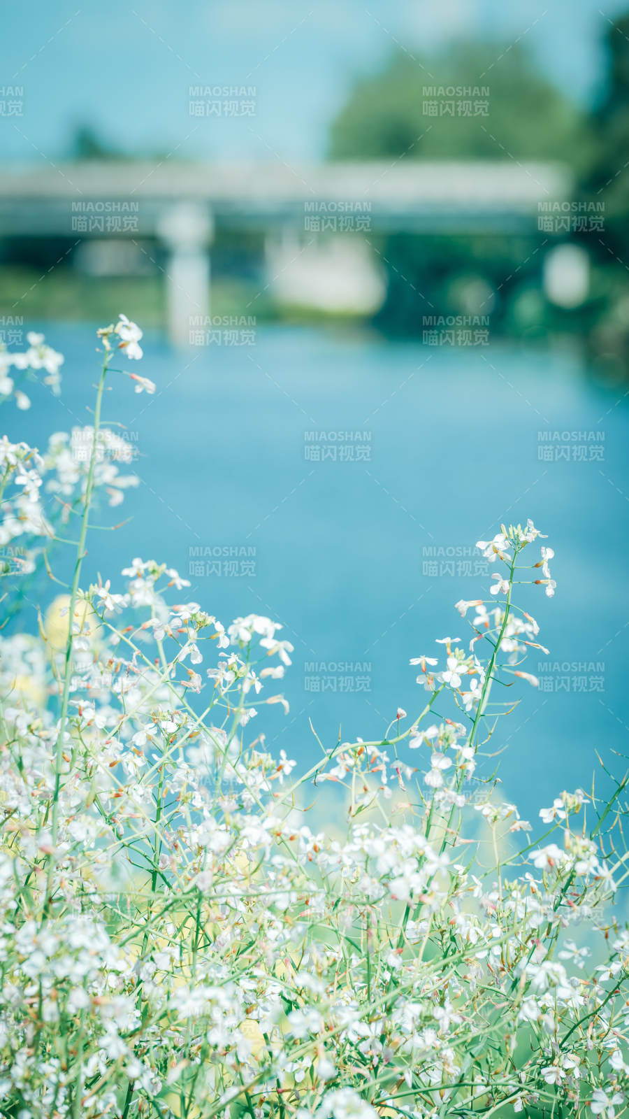 湖畔白花静谧景图片