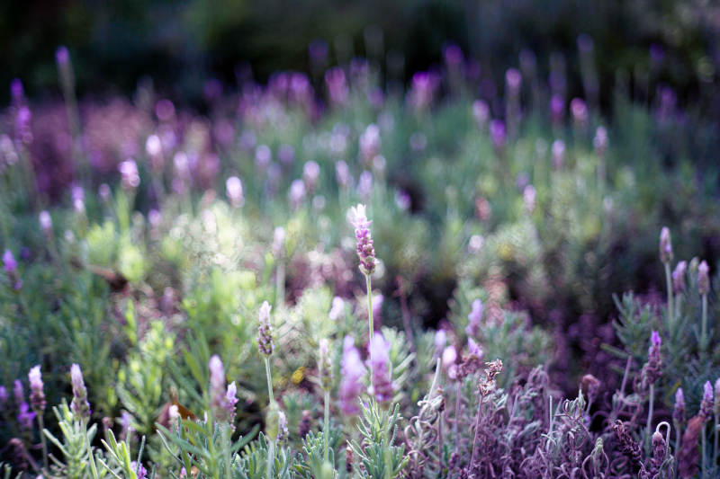 薰衣草花海图片