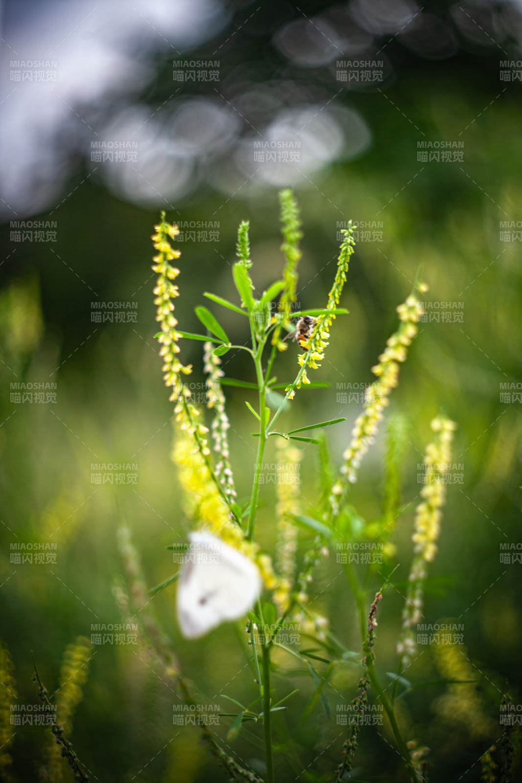 黄花白蝶共舞图片