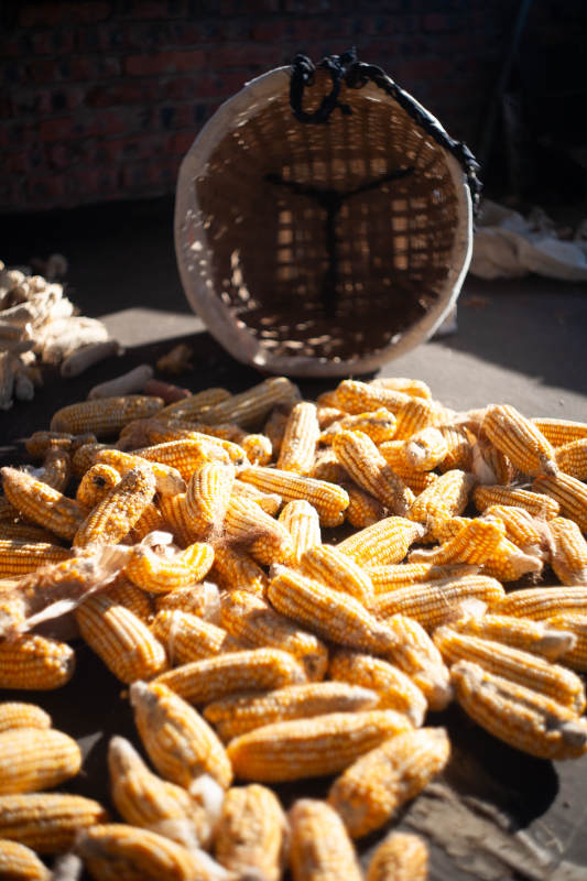 金秋玉米丰收景图片