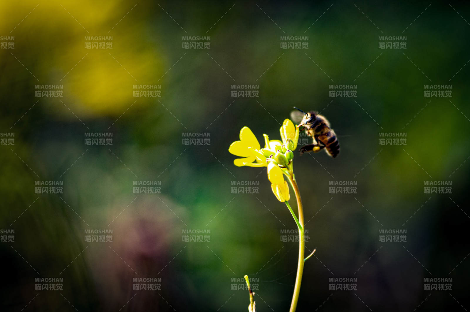蜂采黄花图片