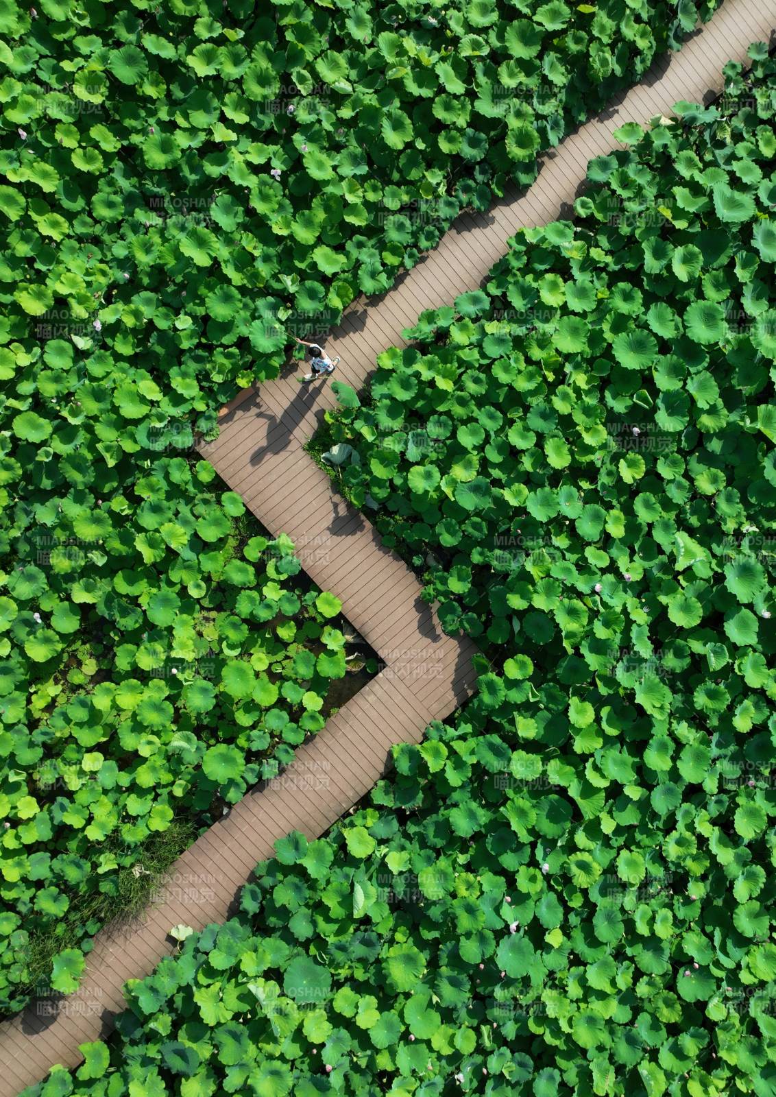 荷塘木道行图片
