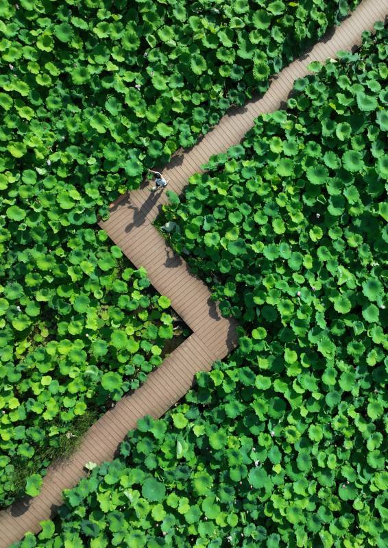 荷塘木道行图片