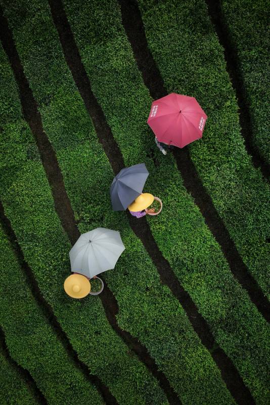 茶园伞影图片