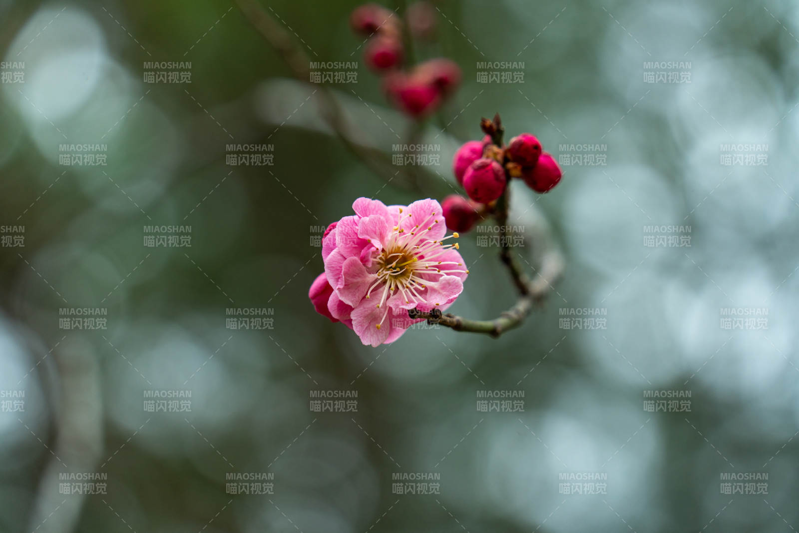 梅花绽放枝头图片