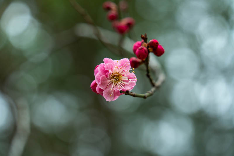 梅花绽放枝头图片