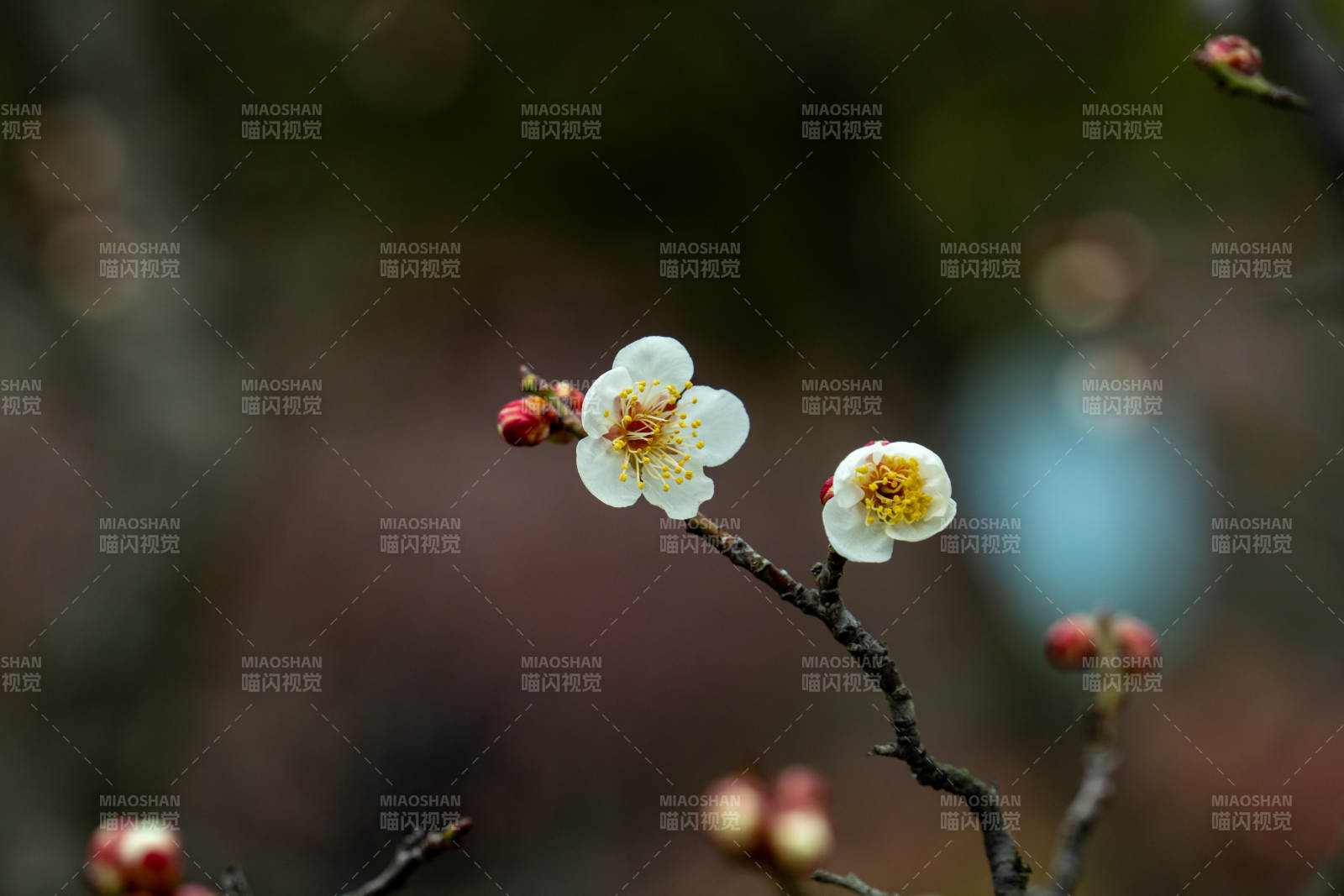 梅花绽放枝头图片