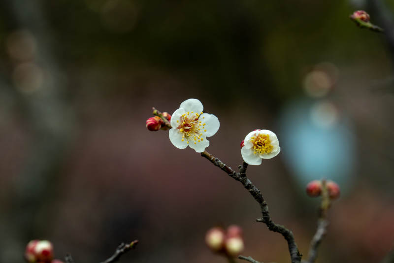 梅花绽放枝头图片