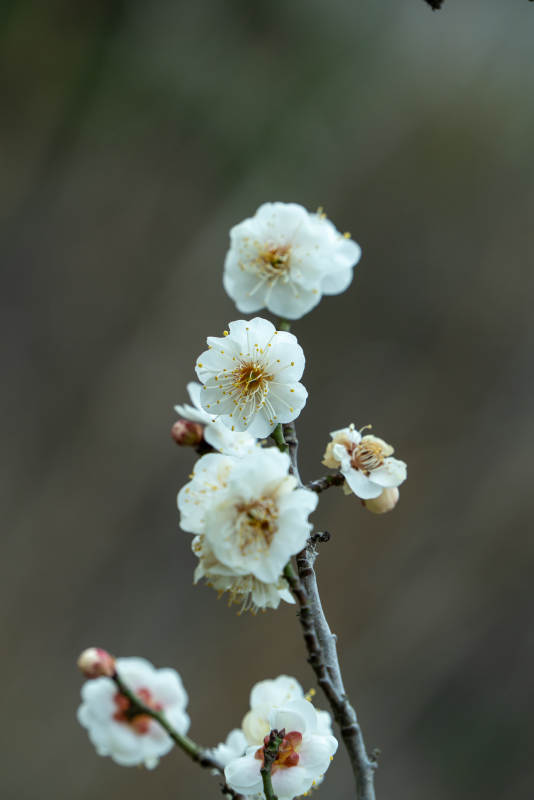 梅花绽放枝头图片
