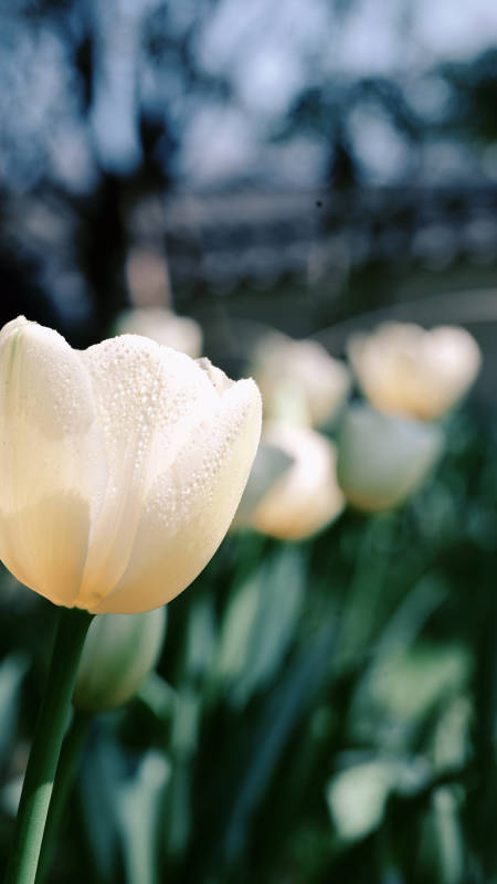 晨露白郁金香图片