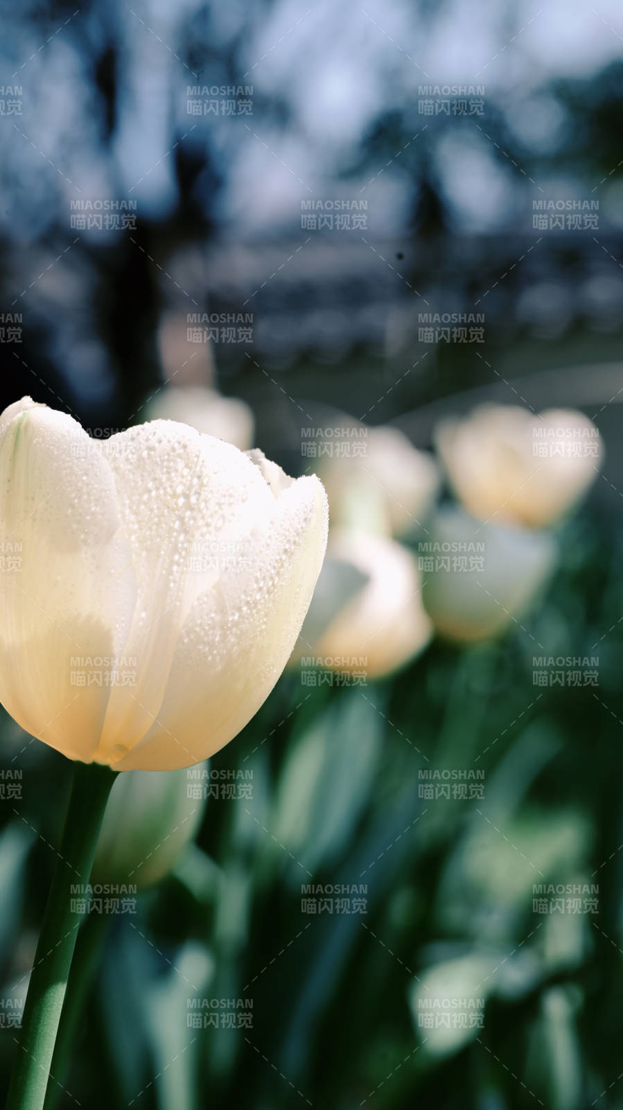 晨露白郁金香图片