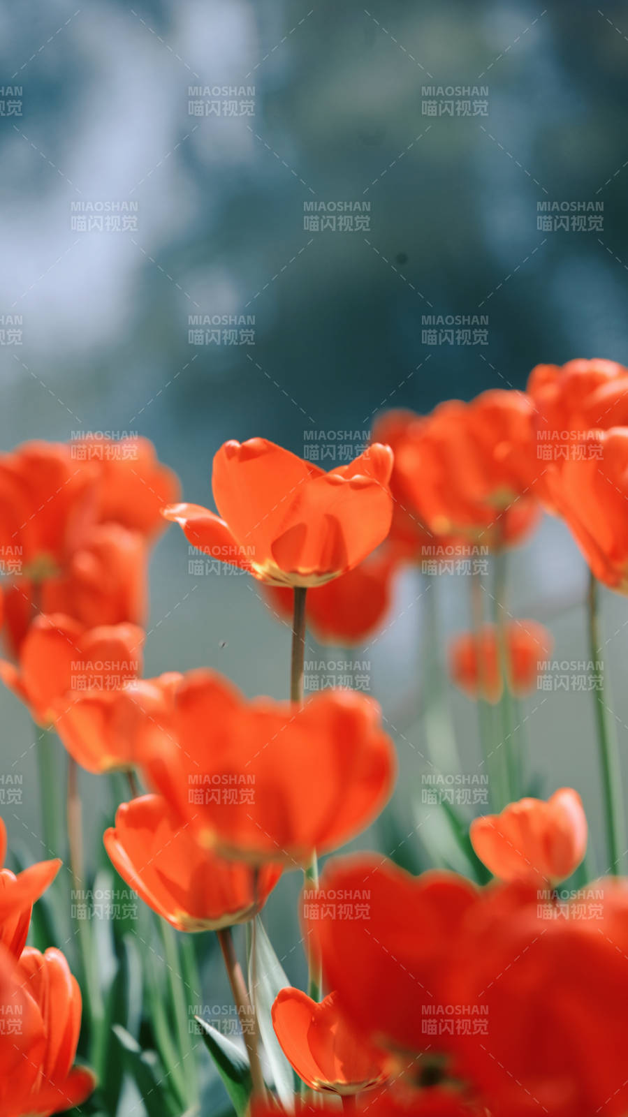 橙色郁金香绽放图片