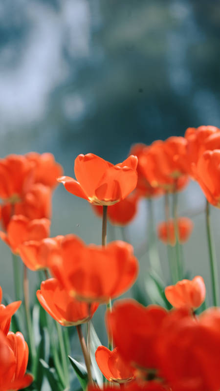 橙色郁金香绽放图片