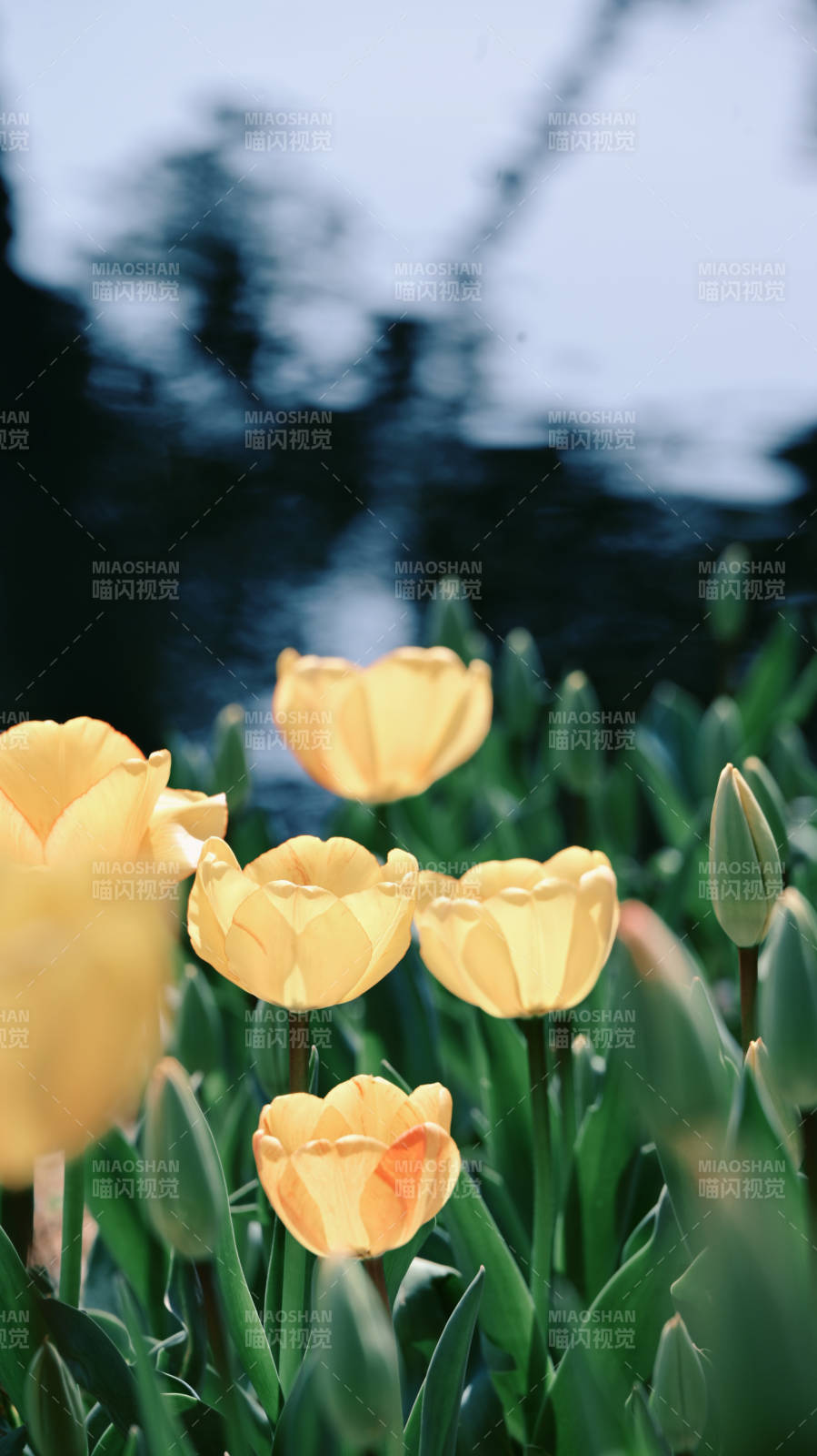 黄郁金香绽放图片