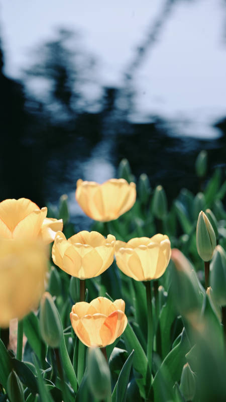 黄郁金香绽放图片