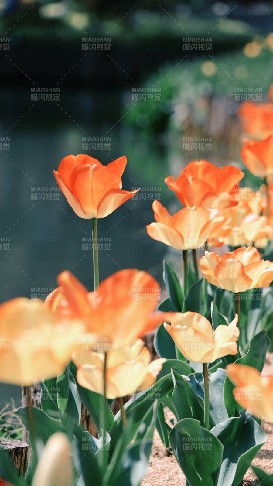 橙黄郁金香绽放图片