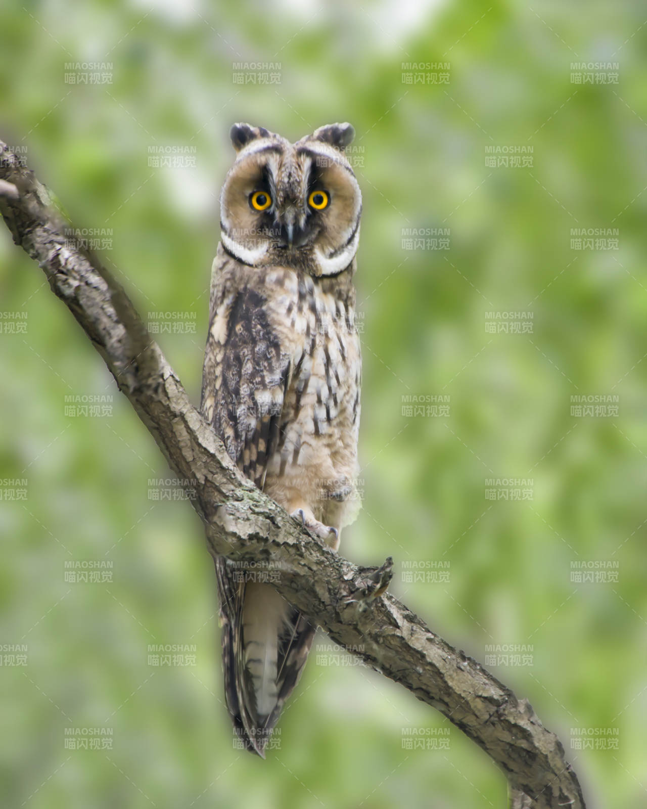 长耳鸮栖息枝头图片
