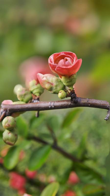 海棠花绽放枝头图片