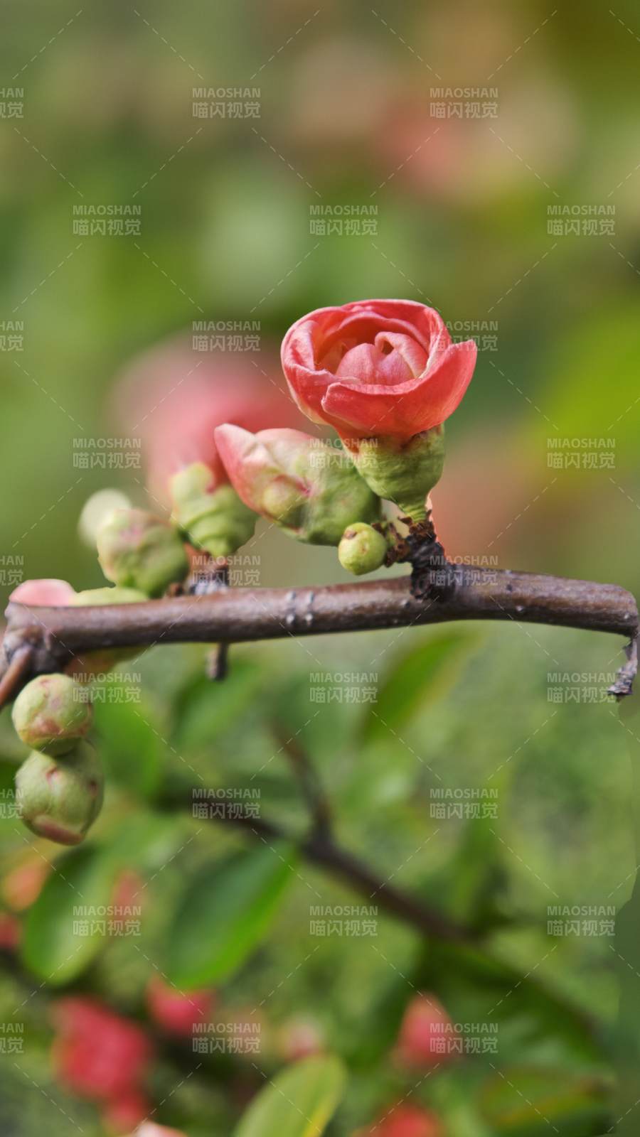 海棠花绽放枝头图片