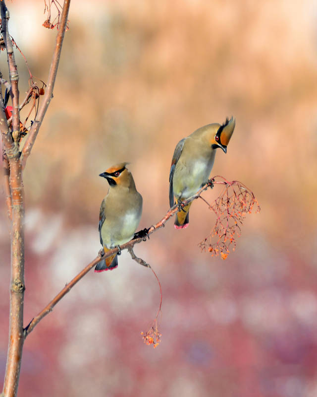 两只鸟栖枝头图片