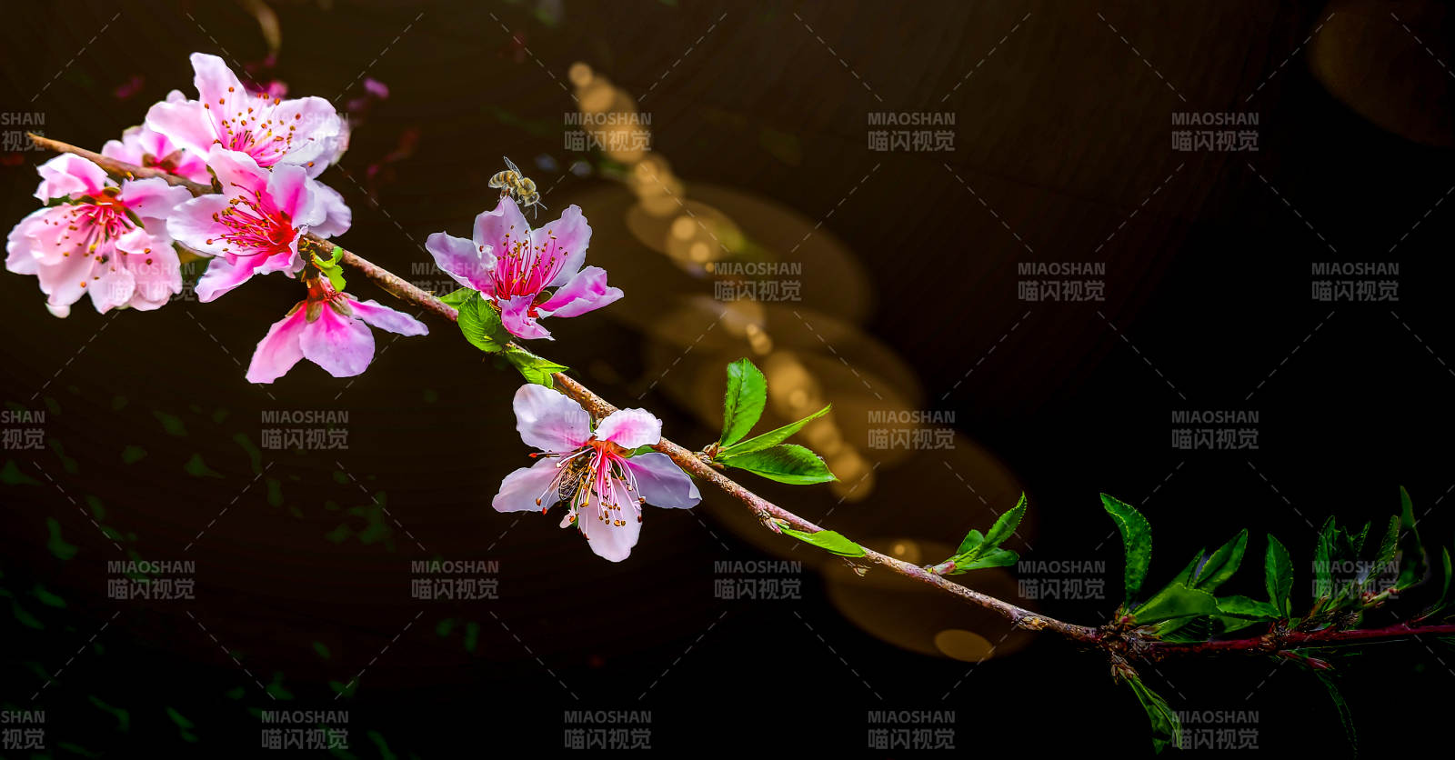 樱花枝头绽放图片