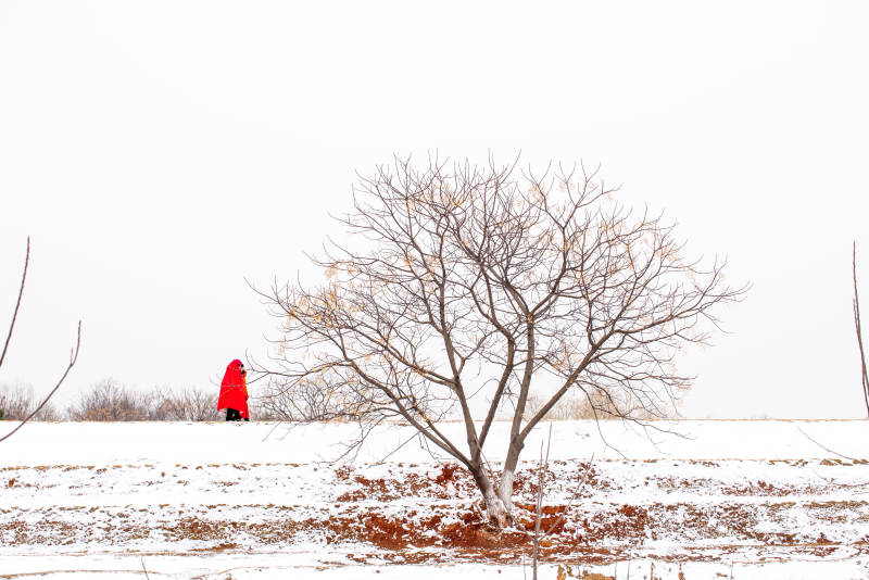 雪原红衣行图片