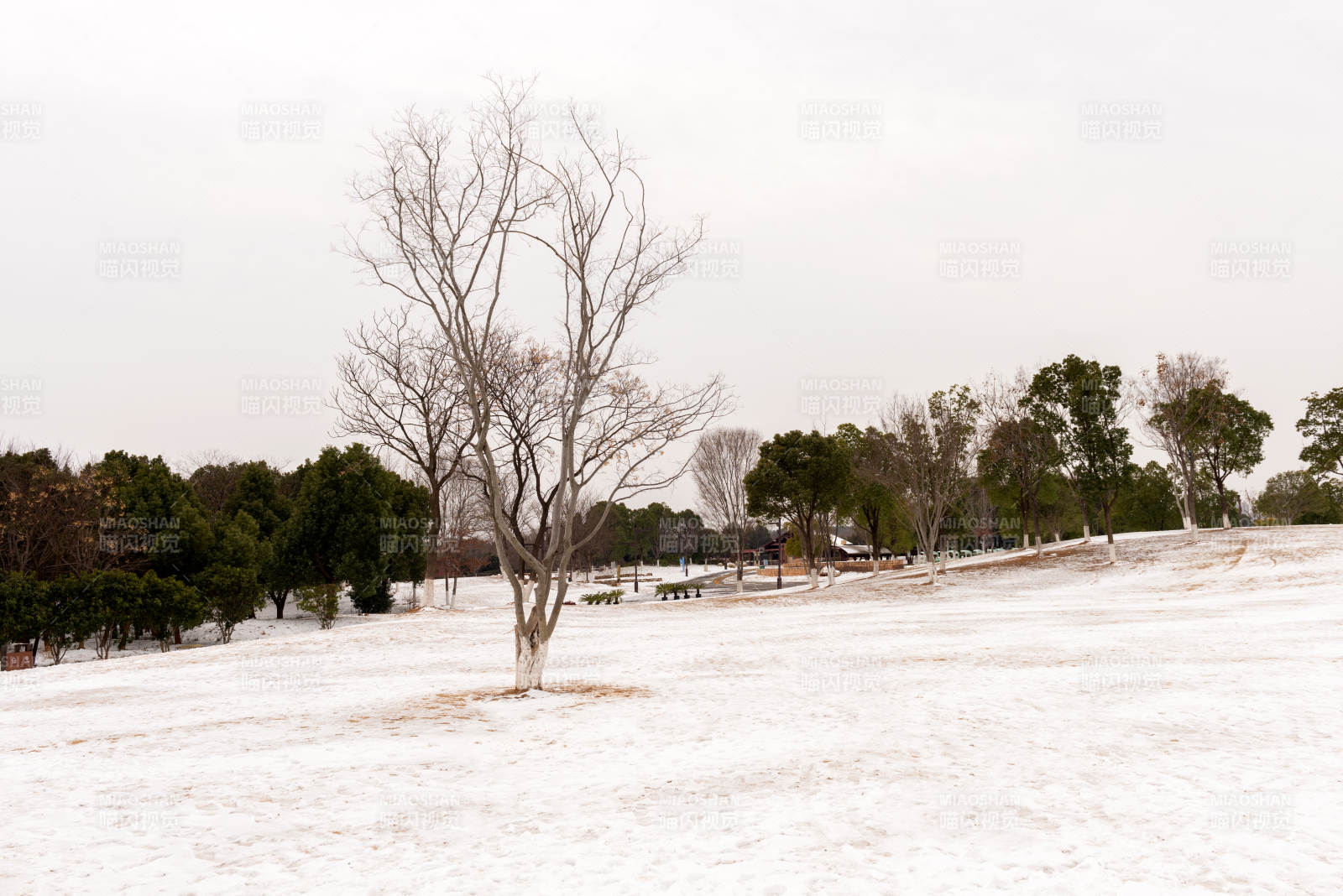 雪地孤树图片