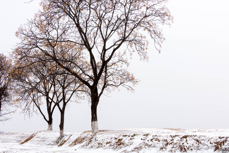 冬日雪地枯树图片