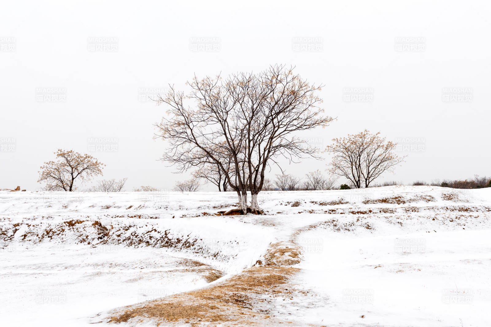 雪原孤树图片