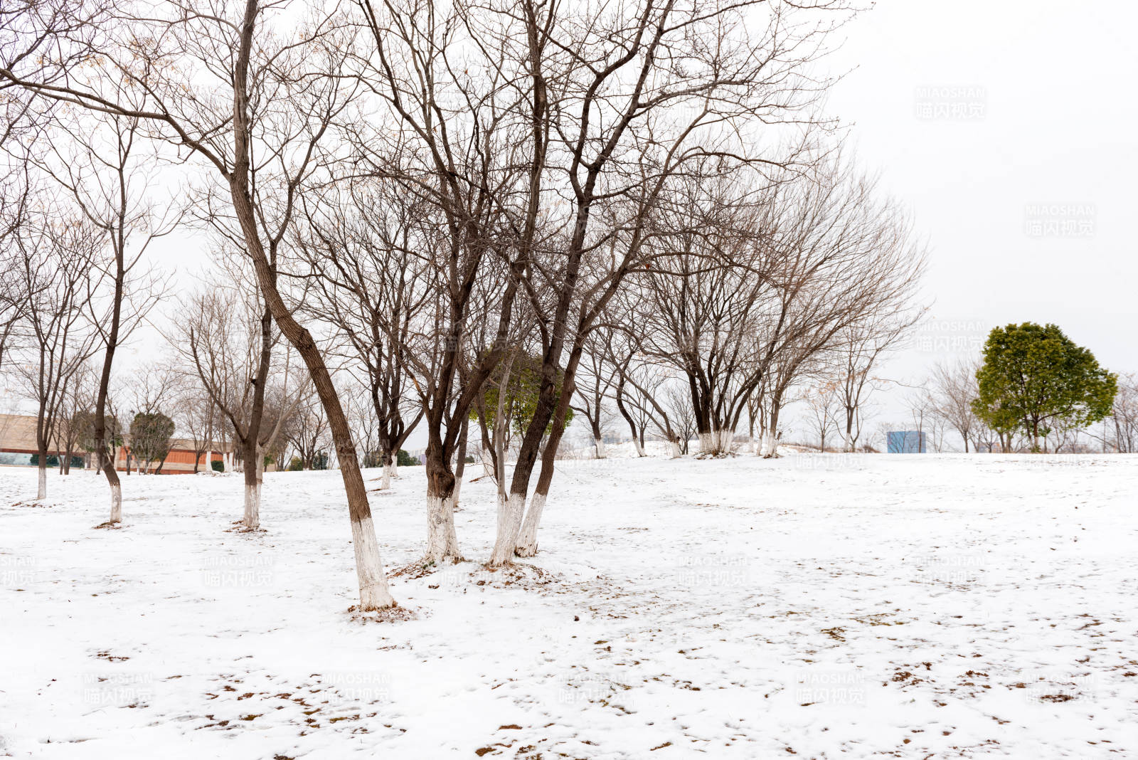 雪地枯树静谧景图片