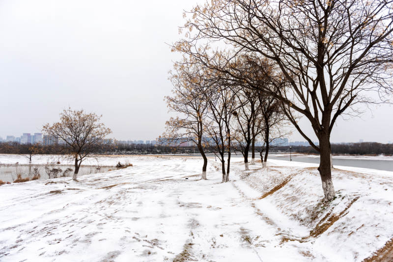 雪后河畔树影图片