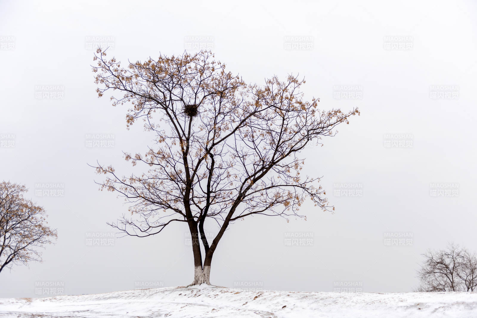 雪地孤树栖鸟巢图片