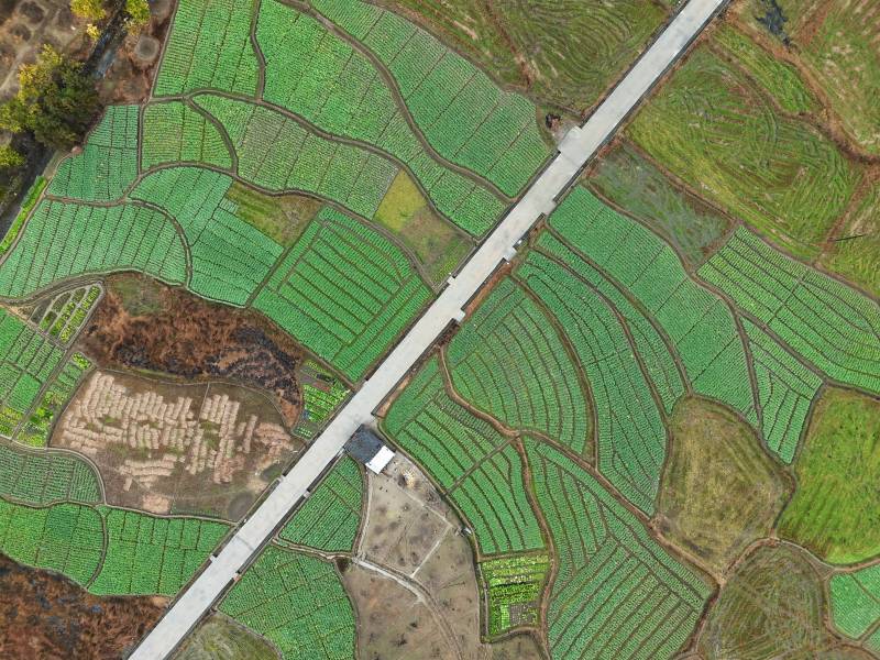 田园阡陌纵横图片