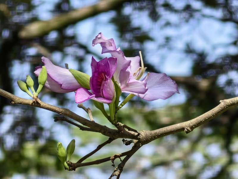 紫花绽放枝头图片