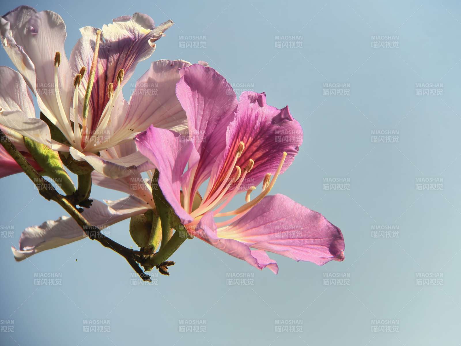 紫荆花绽放枝头图片