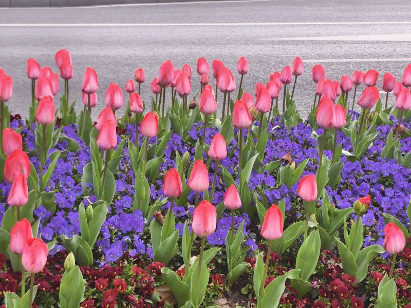 花海绽放春意浓图片