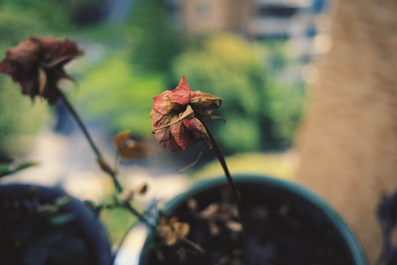 枯萎的花朵图片