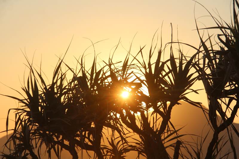 夕阳穿草影图片