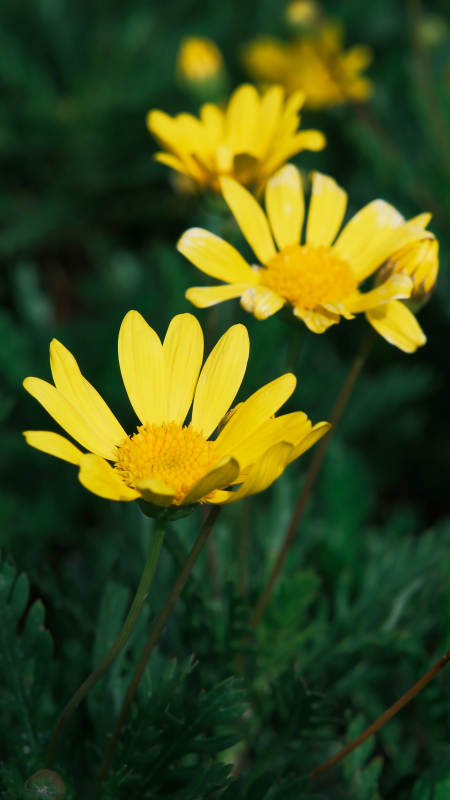 黄菊绽放绿叶间图片