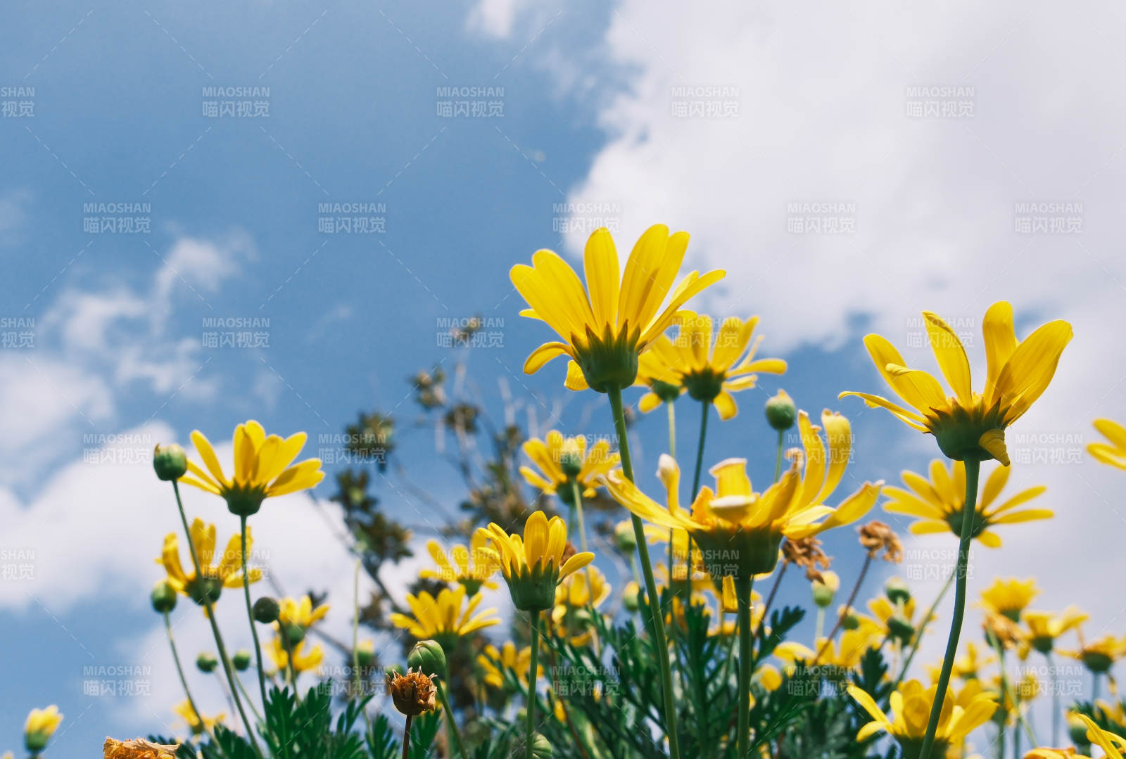 黄花映蓝天图片