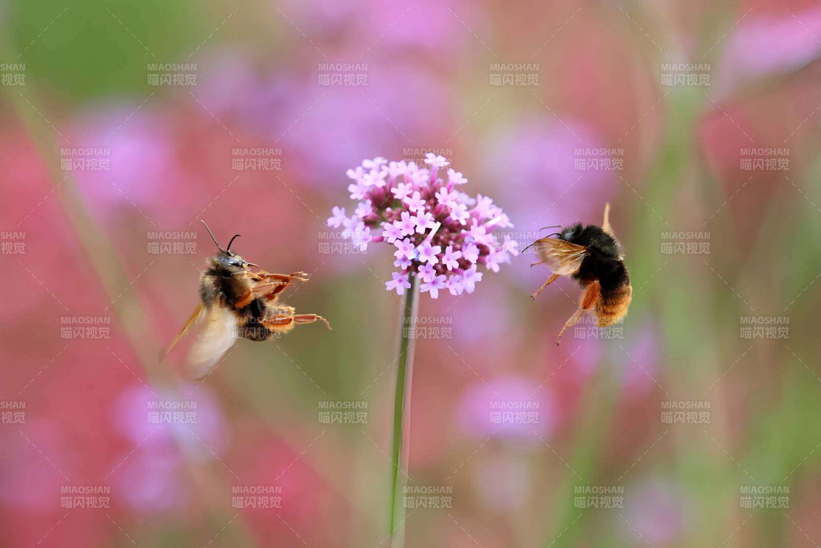 蜜蜂采蜜花丛中图片