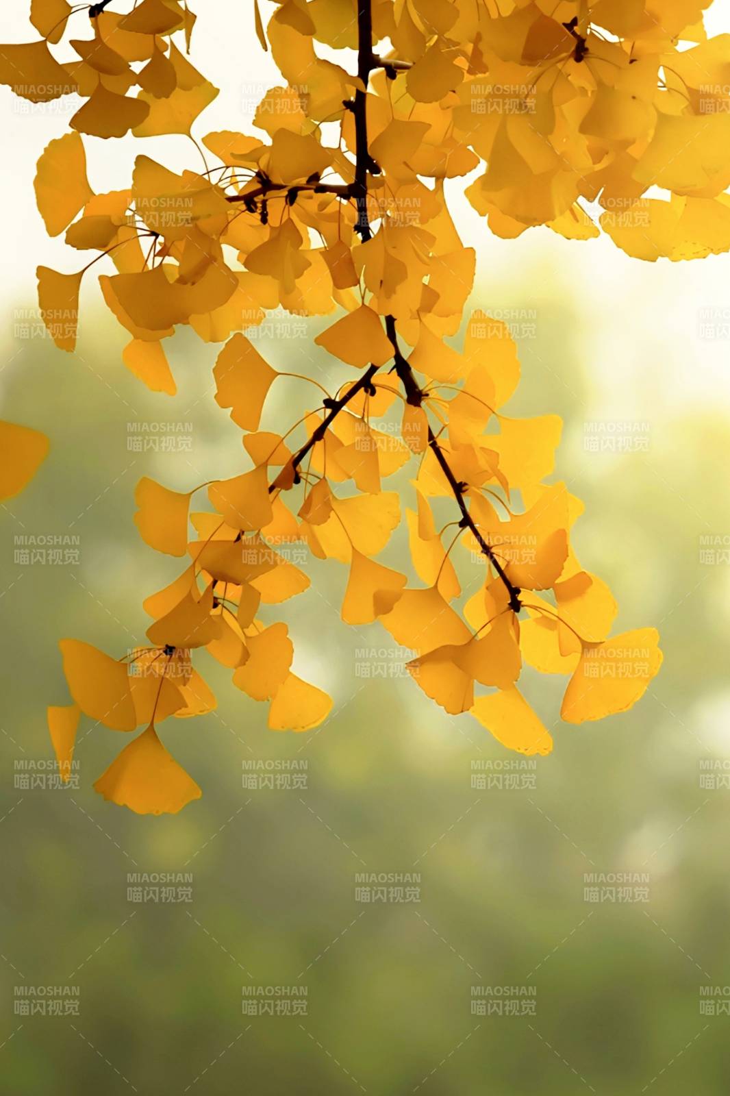 金叶秋韵图片