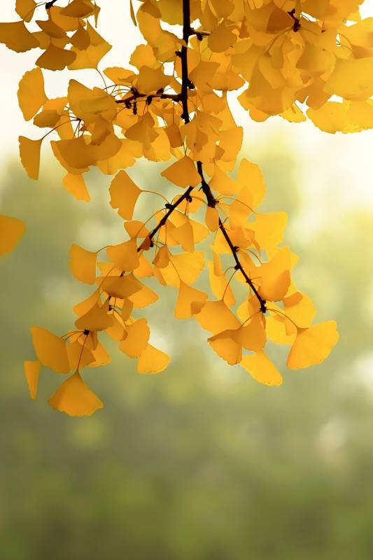 金叶秋韵图片