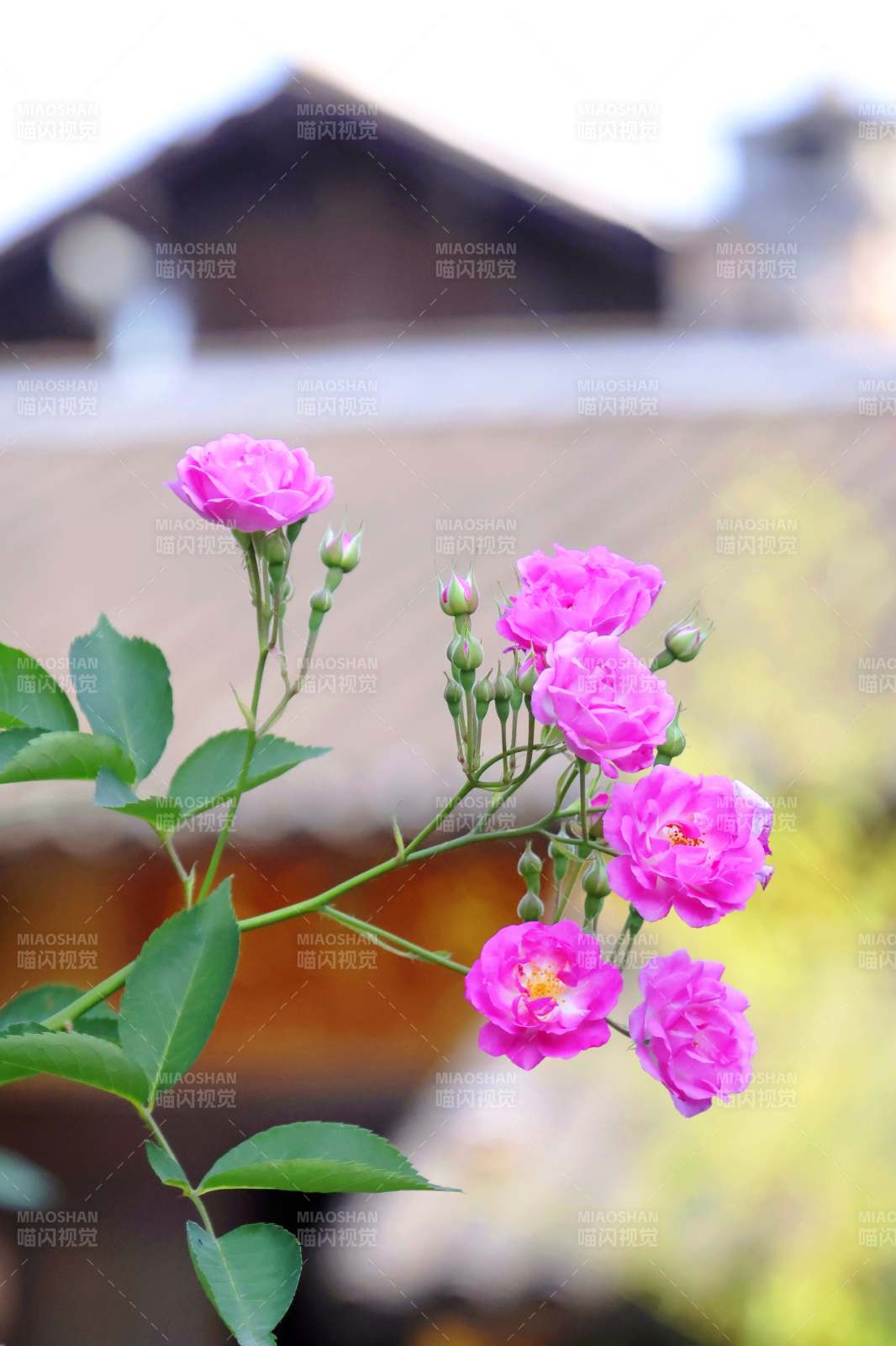 粉玫瑰绽放枝头图片